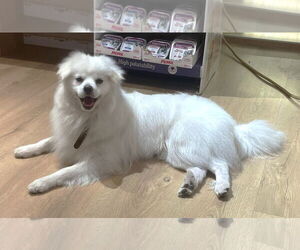 - Mix Dogs for adoption in Boonton, NJ, USA