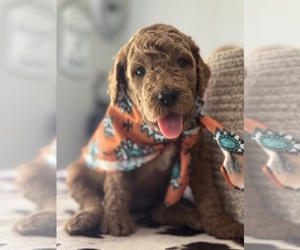 Goldendoodle Puppy for sale in MANHATTAN, KS, USA