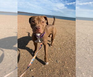 American Pit Bull Terrier-Labrador Retriever Mix Dogs for adoption in Oakhurst, NJ, USA