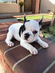 French Bulldog Puppy for sale in LA PALMA, CA, USA