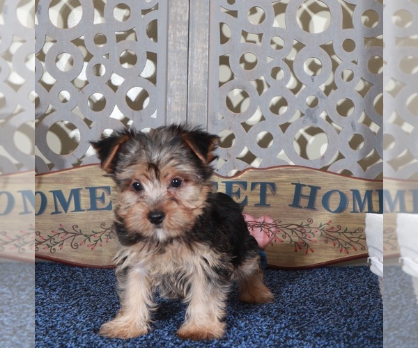 Medium Photo #5 Yorkshire Terrier Puppy For Sale in MOUNT VERNON, OH, USA