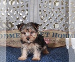 Small #4 Yorkshire Terrier