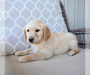 Golden Retriever Puppy for sale in FORDLAND, MO, USA