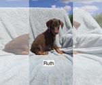 Small #2 Doberman Pinscher