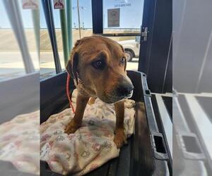 Labrador Retriever-Unknown Mix Dogs for adoption in Temple, TX, USA