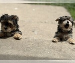 Small #3 Morkie