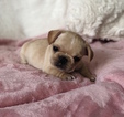 Small Photo #4 French Bulldog Puppy For Sale in CHARLESTON, SC, USA