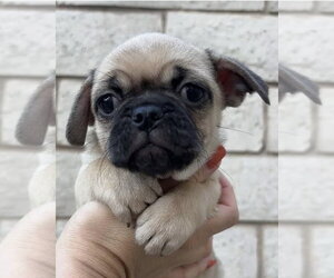 Pug-Unknown Mix Dogs for adoption in Corona, CA, USA