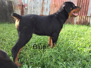 Rottweiler Puppy for sale in Anna Regina, Pomeroon-Supenaam, Guyana