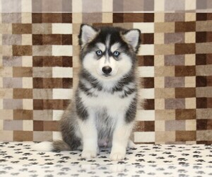 Pomsky Puppy for sale in DENVER, PA, USA