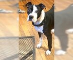 Small Photo #1 American Bulldog-Great Dane Mix Puppy For Sale in Rowayton, CT, USA