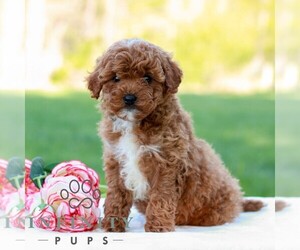 Cavapoo (Miniature) Puppy for sale in LITITZ, PA, USA