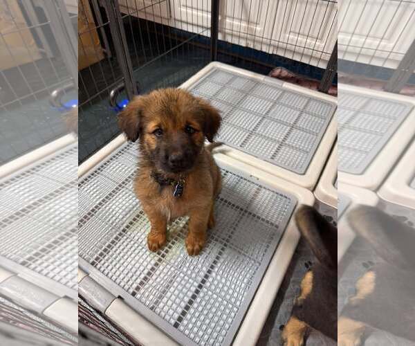 Medium Photo #12 Siberian Husky-Unknown Mix Puppy For Sale in Corona, CA, USA