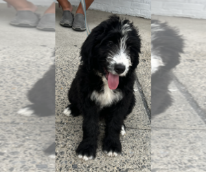 Bernedoodle Puppy for sale in BLOOMINGTON, NY, USA