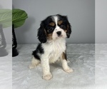Small Photo #5 Cavalier King Charles Spaniel Puppy For Sale in FRANKLIN, IN, USA