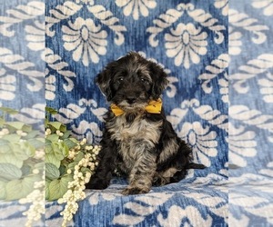 Miniature Labradoodle Puppy for sale in QUARRYVILLE, PA, USA