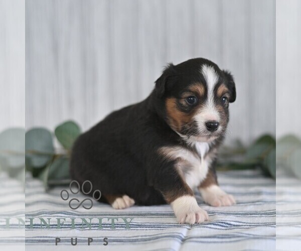 Medium Photo #3 Miniature Australian Shepherd Puppy For Sale in REBERSBURG, PA, USA