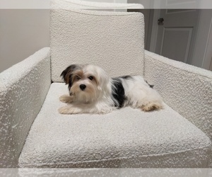 Biewer Terrier Puppy for Sale in BELTON, South Carolina USA