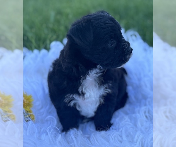 Medium Photo #7 Morkie Puppy For Sale in ROCK STREAM, NY, USA