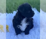 Small Photo #7 Morkie Puppy For Sale in ROCK STREAM, NY, USA