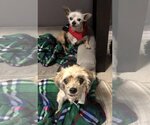 Small #1 Mutt