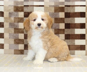 Bernedoodle (Miniature) Puppy for sale in DENVER, PA, USA