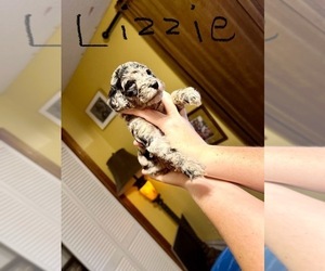 Poodle (Standard) Puppy for sale in SPARTANBURG, SC, USA