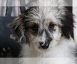 Small Photo #5 Aussie-Poo-Aussiedoodle Miniature  Mix Puppy For Sale in MARIETTA, GA, USA