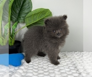 Pomeranian Puppy for sale in FRANKLIN, IN, USA