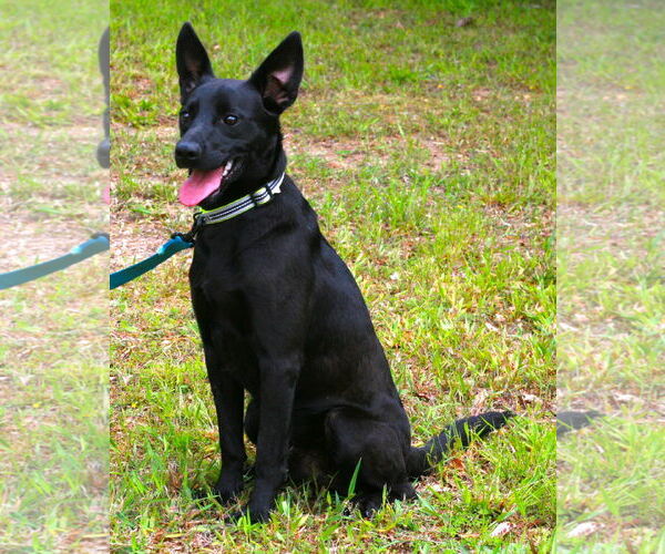 Medium Photo #4 Australian Kelpie-Labrador Retriever Mix Puppy For Sale in Attalka, AL, USA