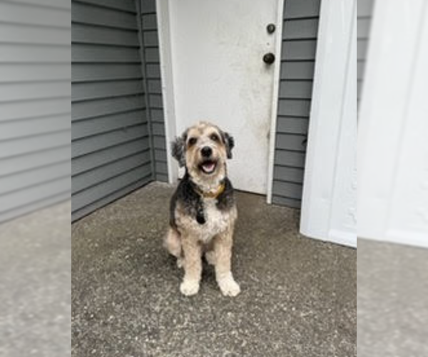 Medium Photo #2 Australian Shepherd Puppy For Sale in Bellevue, WA, USA