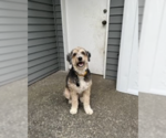 Small #1 Australian Shepherd