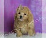 Small #5 Poodle (Miniature)