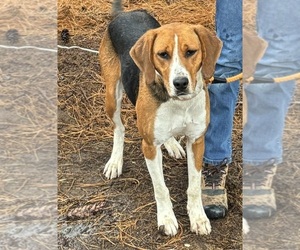 American Foxhound Puppy for sale in AMELIA COURT HOUSE, VA, USA