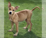 Small #1 Labrador Retriever Mix