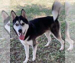 Huskies -Unknown Mix Dogs for adoption in Texas City, TX, USA