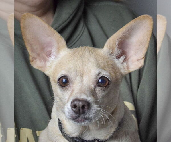 Medium Photo #5 Chiweenie Puppy For Sale in Huntley, IL, USA