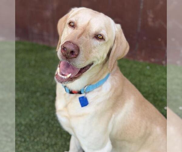 Medium Photo #2 Labrador Retriever Puppy For Sale in San Diego, CA, USA