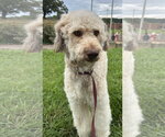Small #1 Poodle (Standard)-Siberian Husky Mix