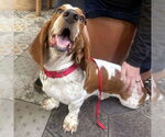 Small #9 Basset Hound