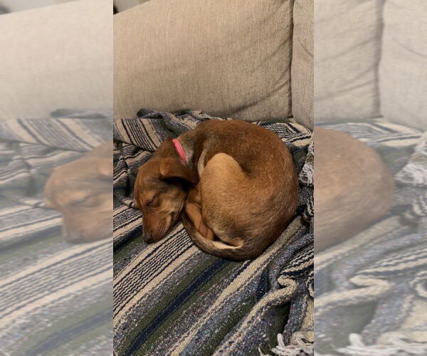 Medium Photo #7 Mutt Puppy For Sale in Brooklyn, NY, USA