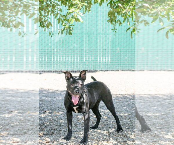 Medium Photo #5 Mutt Puppy For Sale in Hilton Head, SC, USA