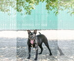 Small #4 Mutt