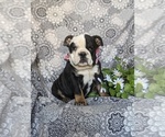 Small Photo #1 English Bulldog Puppy For Sale in COCHRANVILLE, PA, USA
