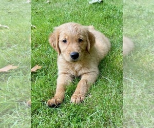 Golden Retriever Puppy for Sale in FAIR HAVEN, Michigan USA