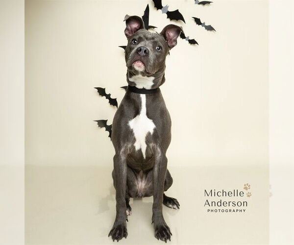 Medium Photo #1 American Pit Bull Terrier-Italian Greyhound Mix Puppy For Sale in Corona, CA, USA