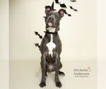 Small American Pit Bull Terrier-Italian Greyhound Mix