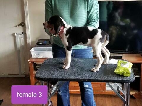 Medium Photo #3 Treeing Walker Coonhound Puppy For Sale in WAKEFIELD, VA, USA