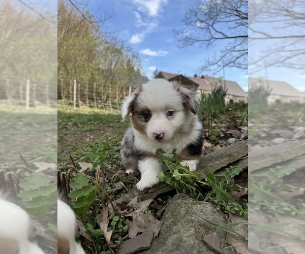 Medium Photo #7 Aussie-Corgi Puppy For Sale in ESPERANCE, NY, USA
