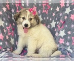 Small Photo #3 Great Pyrenees Puppy For Sale in LAKELAND, FL, USA